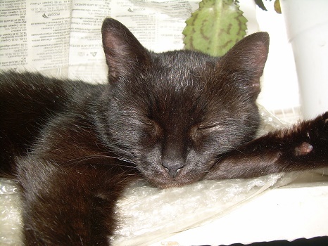 Фотографии Татьяны Немшановой. Западная Сибирь, Приполярный Урал, Зауралье, Тайга Крайнего Севера ХМАО Югра. На весеннем солнышке.