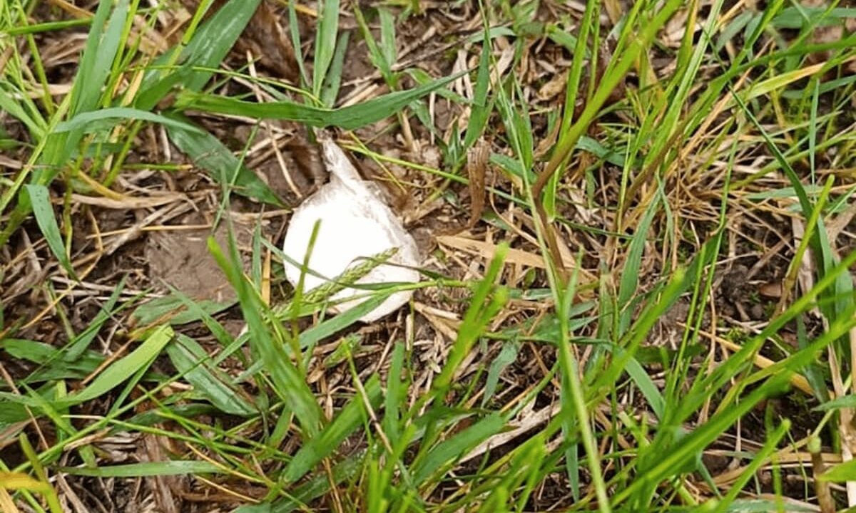    Фото t.me/rosgvard_krasnodar