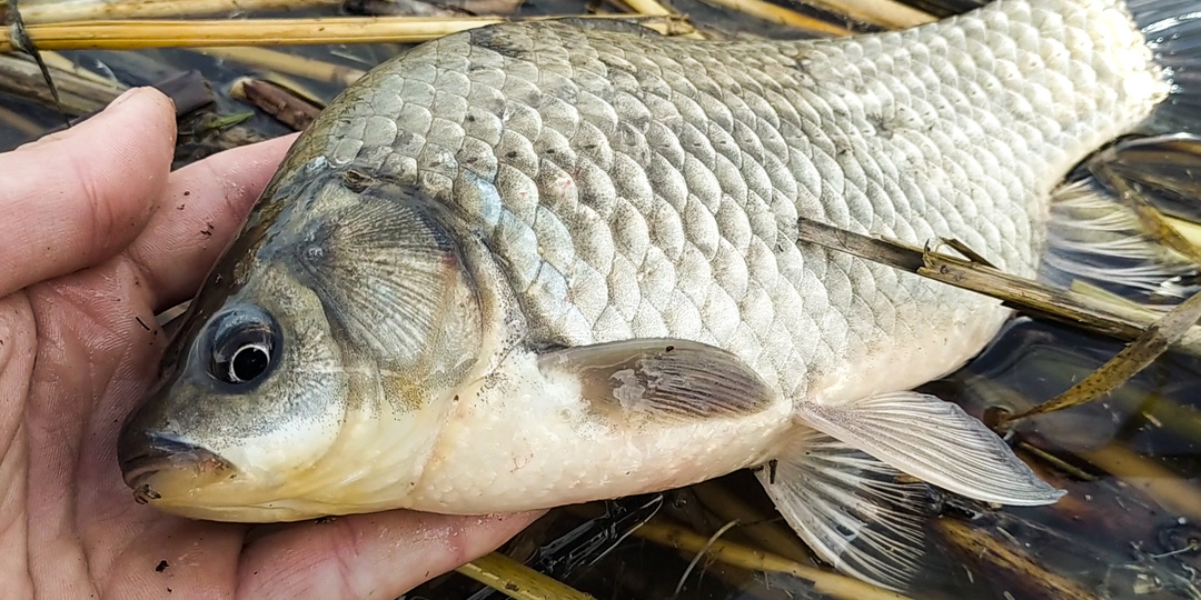 Тактика ловли карася: кормить и ждать, или искать? Какой подход к рыбалке наиболее эффективен весной?