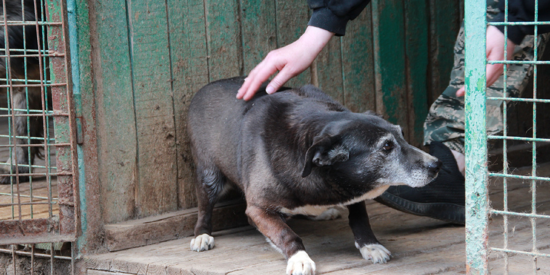 Взгляд на приют: за пределами фотографий и видео. За каждым животным стоит история