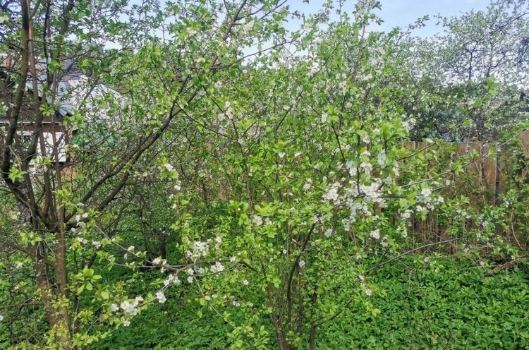    Посадка сливы и где разместить саженец для лучше защиты от весенних заморозков на будущее