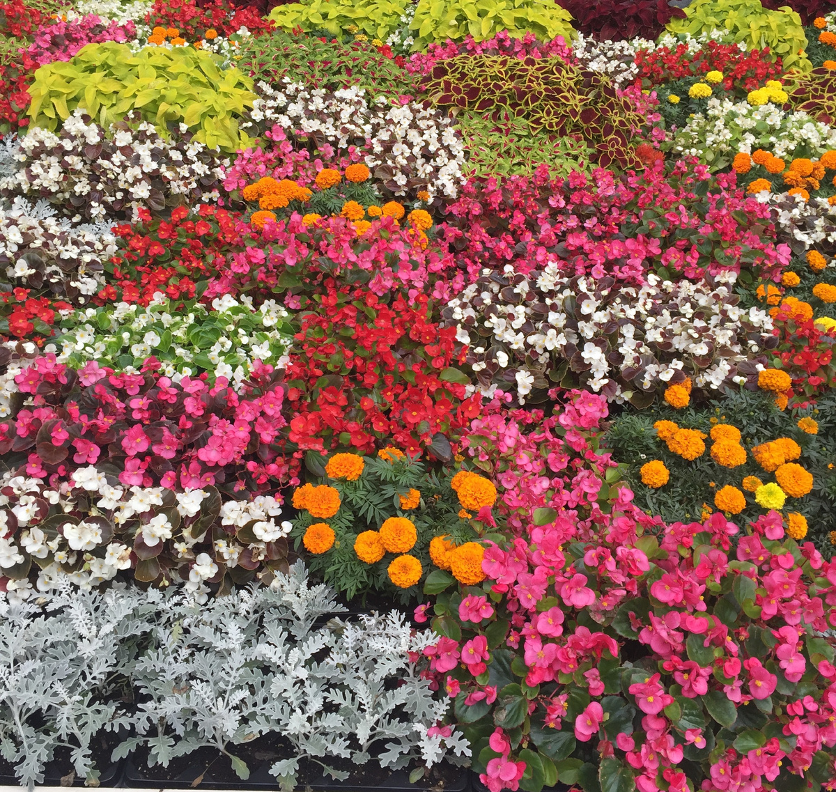 КЛУМБА В МОНАСТЫРСКОМ ДВОРЕ. НУ ЧЕМ НИ КОВЕР.