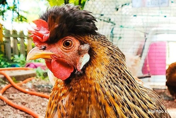 Какие витамины нужны взрослым несушками на что они влияют