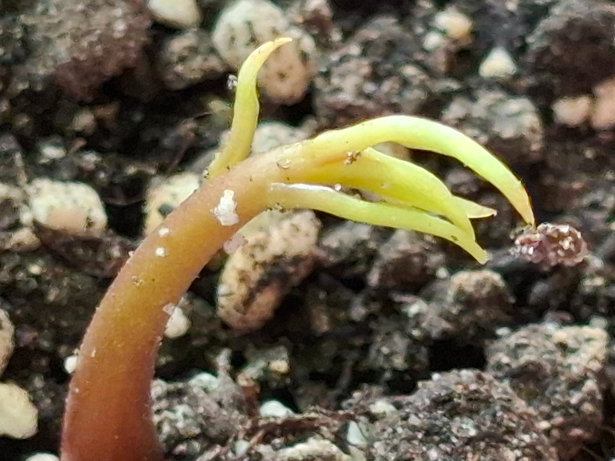 Монстр какой-то.  А на самом деле крошечный росток. Манго 🥭.