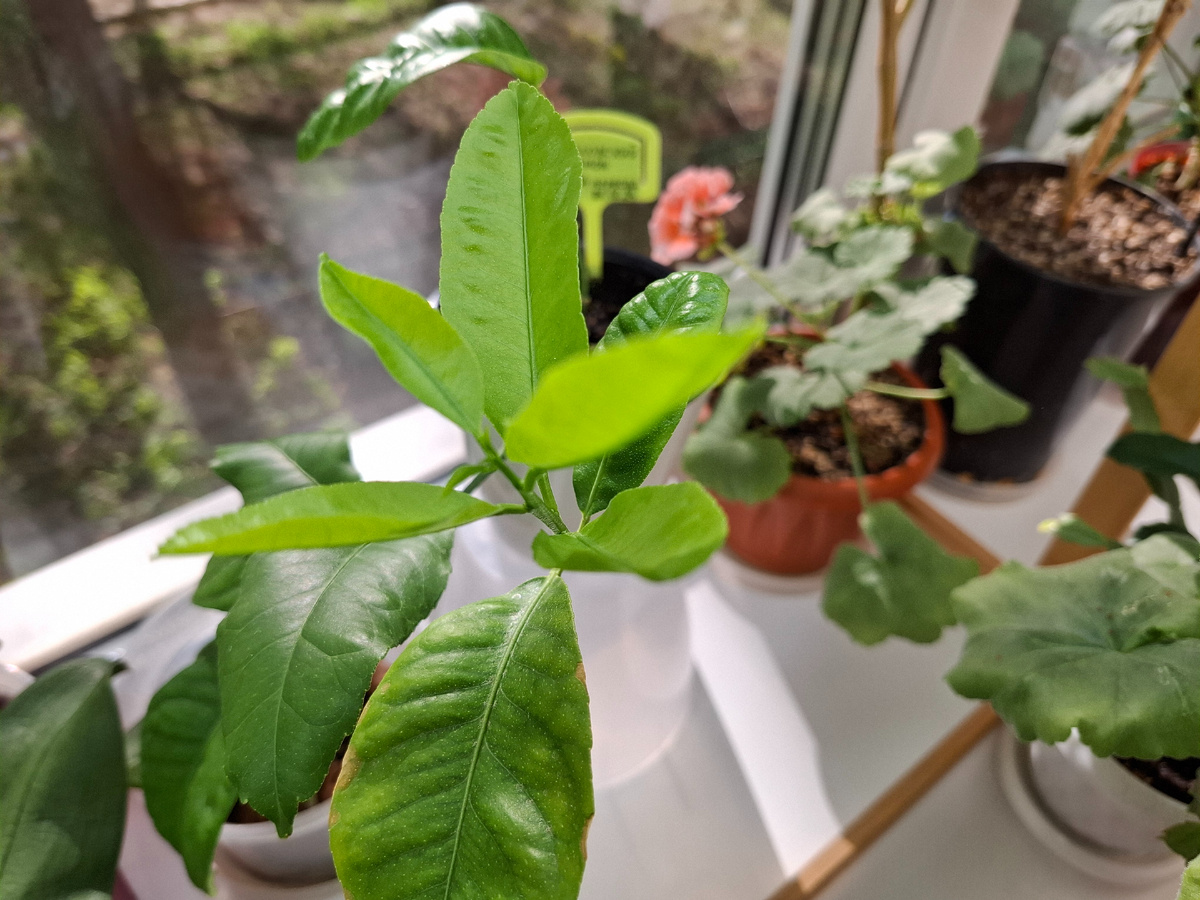 Моя любовь,  моя прелесть,  мои лимоны 🍋 🍋 🍋 