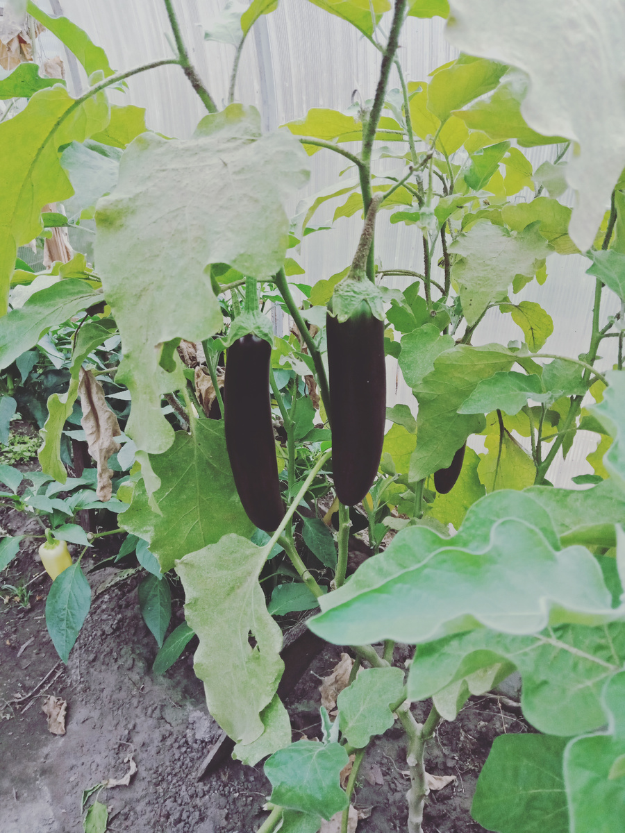 мой баклажанчик