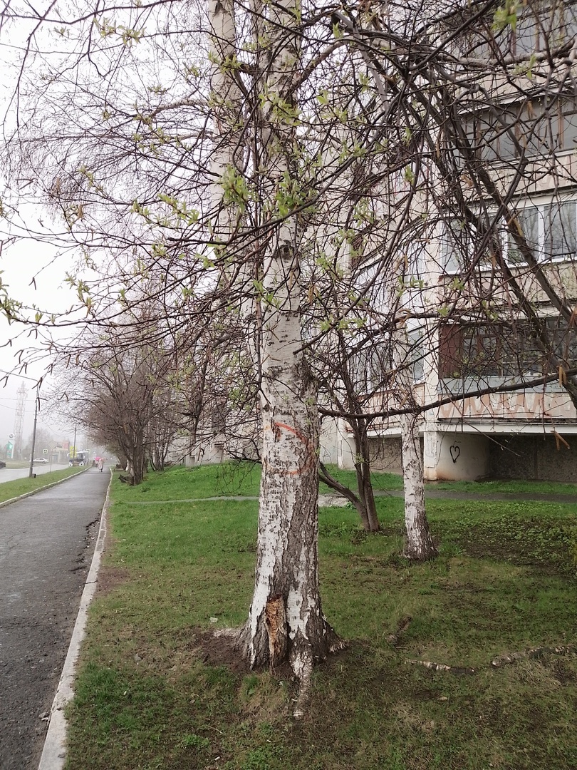 Листочки на черемухе. 28 апреля