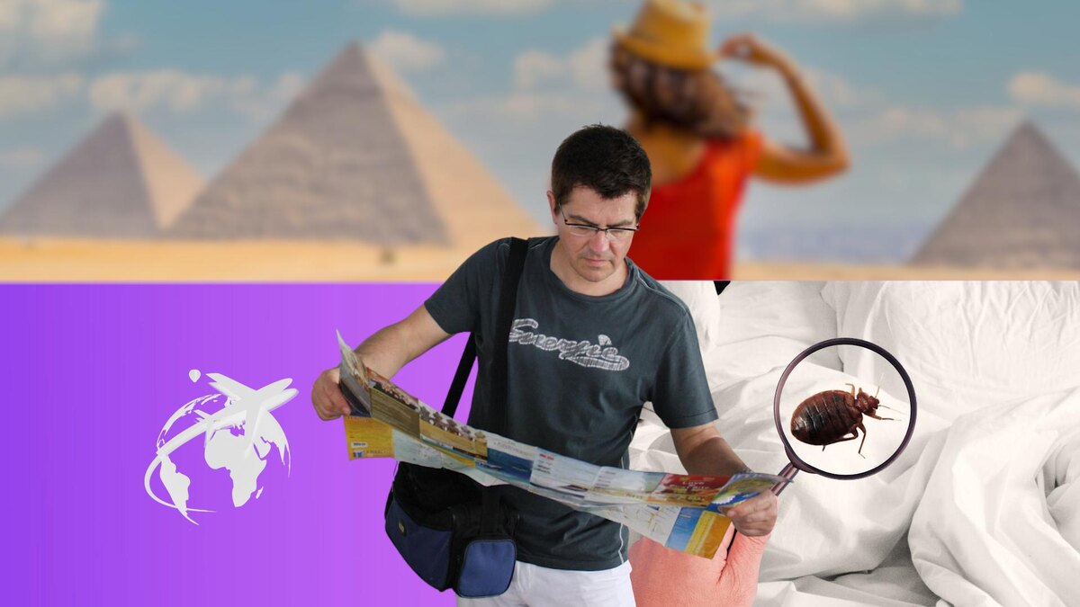 Коллаж 78.ru: globallookpress.com; pngwing.com; pixabay.com