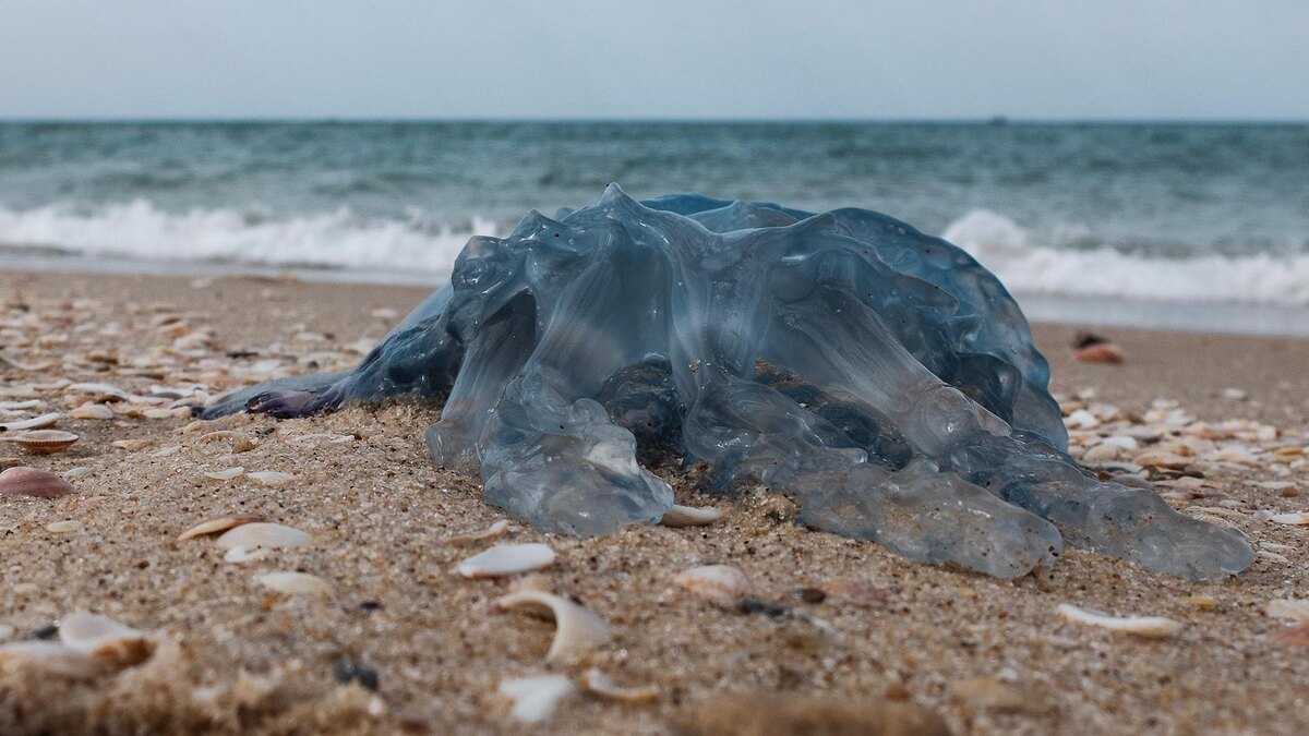 Фото: Nir Alon/globallookpress.com