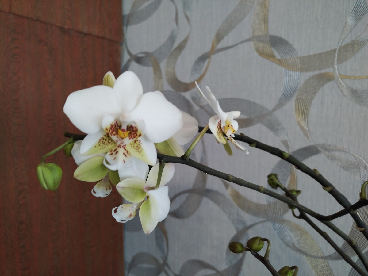 И вот спустя год я увидела цветение. 