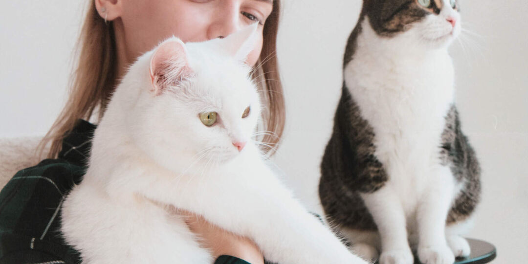 Кот или кошка: кого выбрать?
