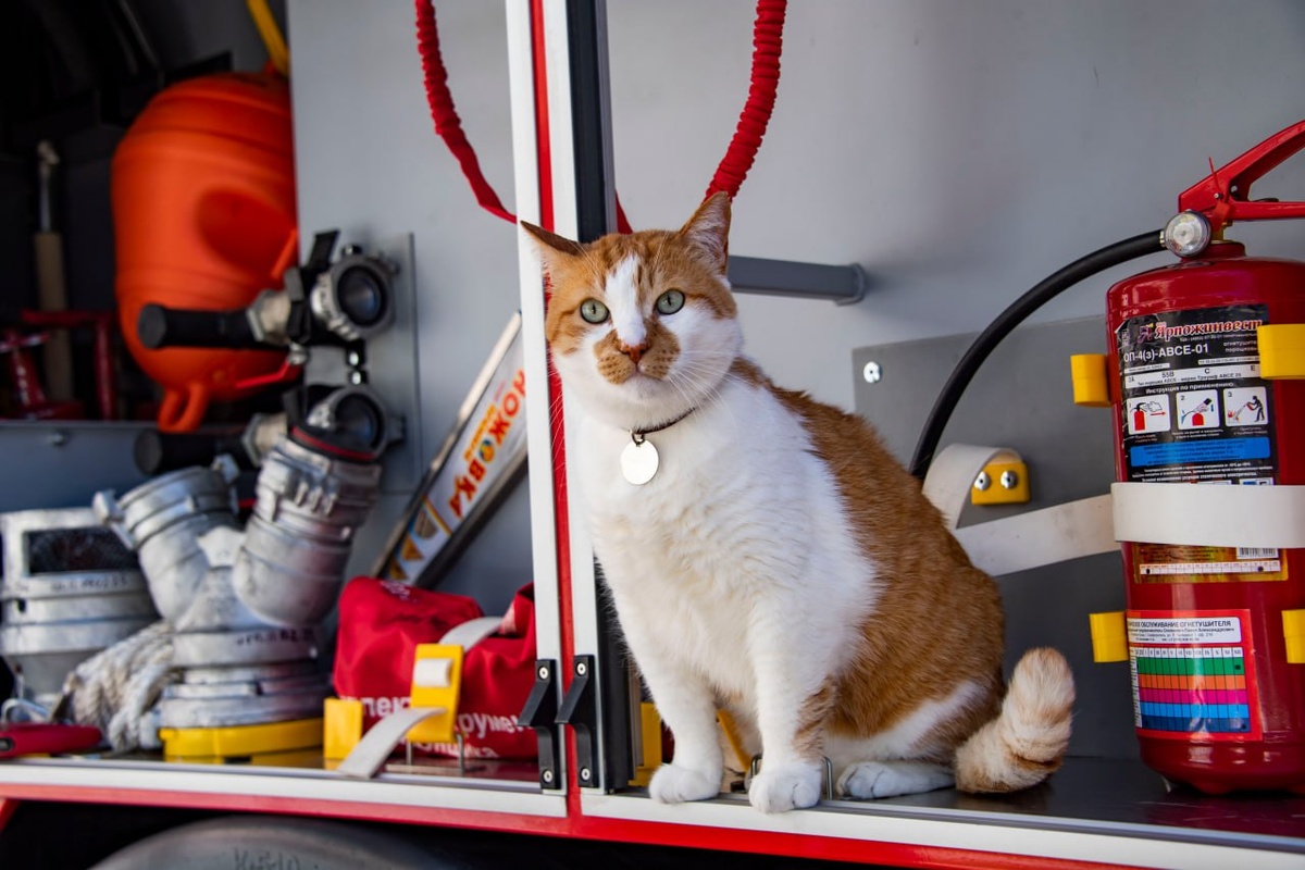 Говорят, я рыжий, как огонь.