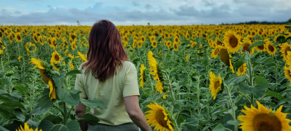 Подсолнухи и я - 🌻 и 🌹