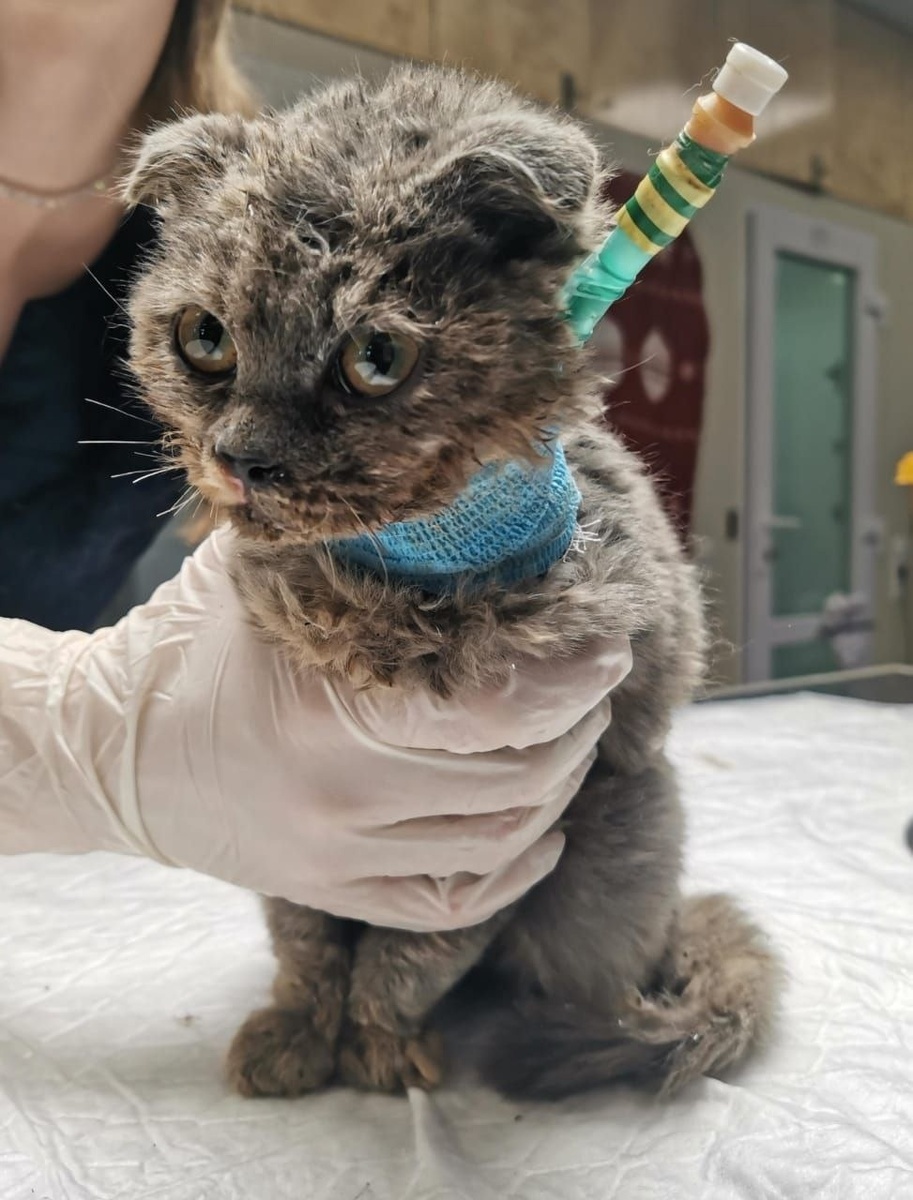 Это Сонечка. Подопечная Фонда. 