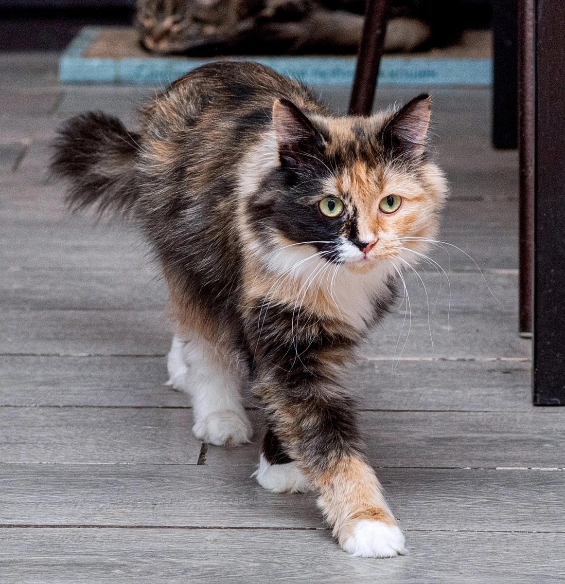 Кошка-Иришка уже ищет дом. Фото Фонда.