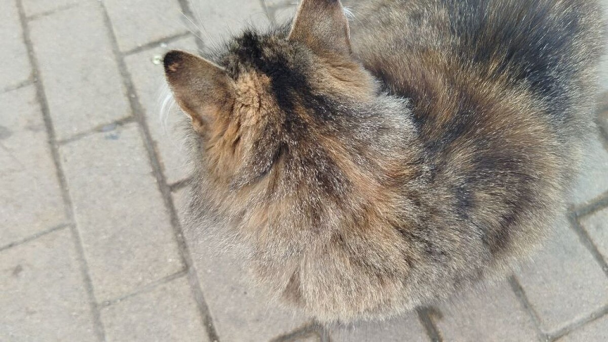    Фото: телеканал «Краснодар»