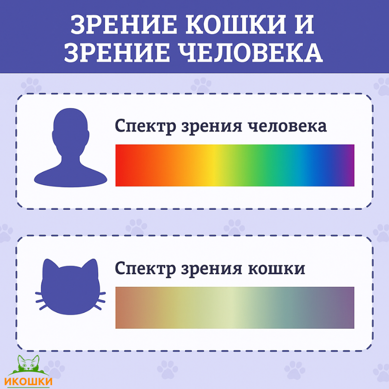 Спектр зрения кошки и человека 