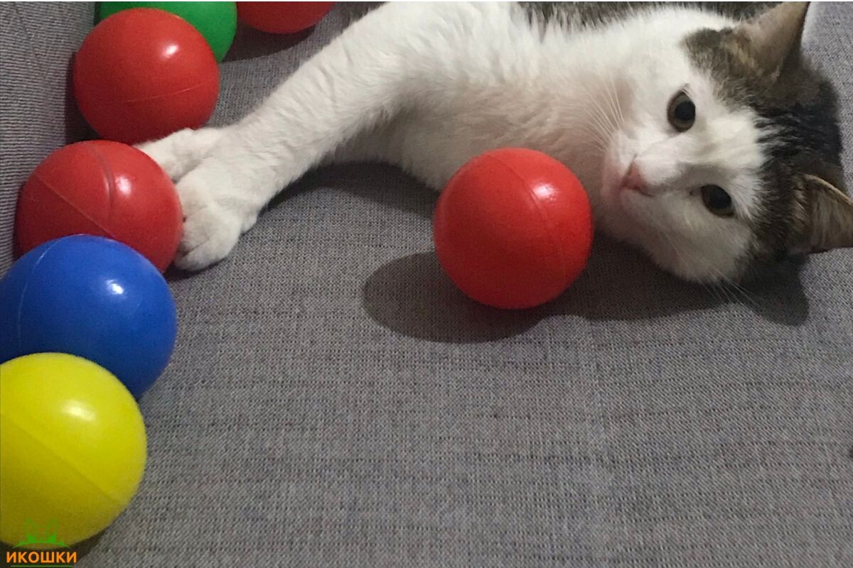 Кошка с разноцветными мячиками 