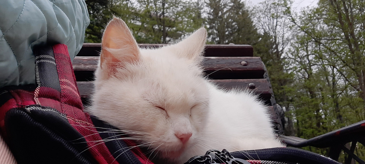 Улеглась на мой рюкзак!