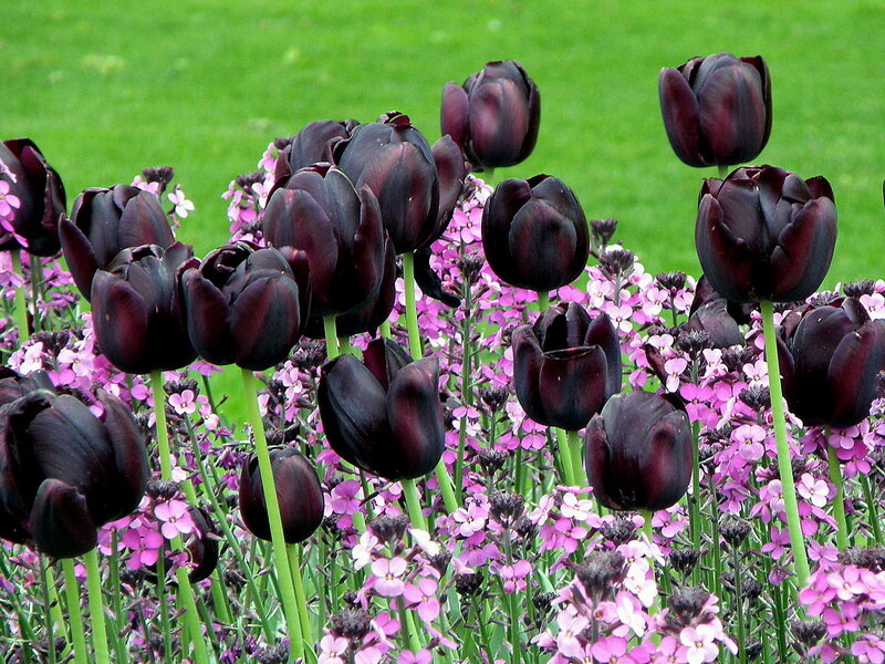 И снова  «Король ночи»