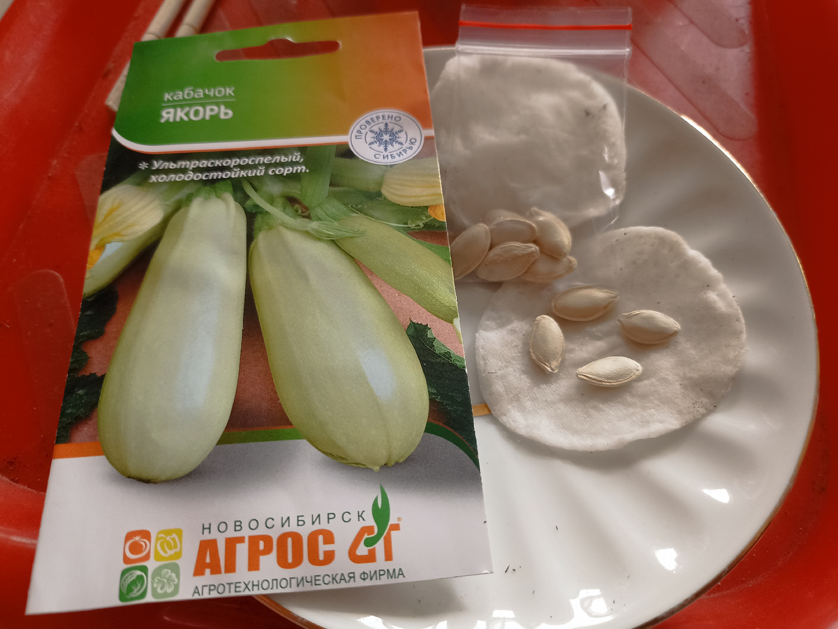 Кабачок парус тестирую семена кфирмы Агрос. Фото автора