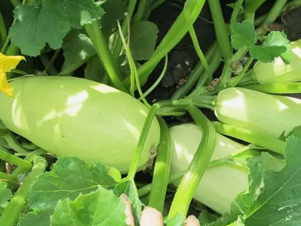 Кабачок Якорб в открытом грунте. Скрин фото из открытого источника.