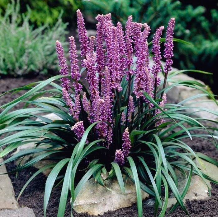 Лириопе Биг Блу Big (Blue)