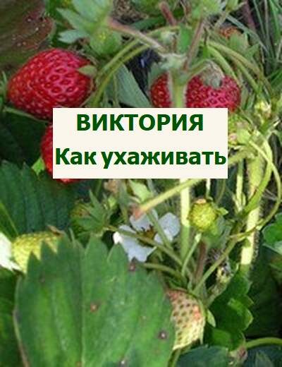 выращивание виктории