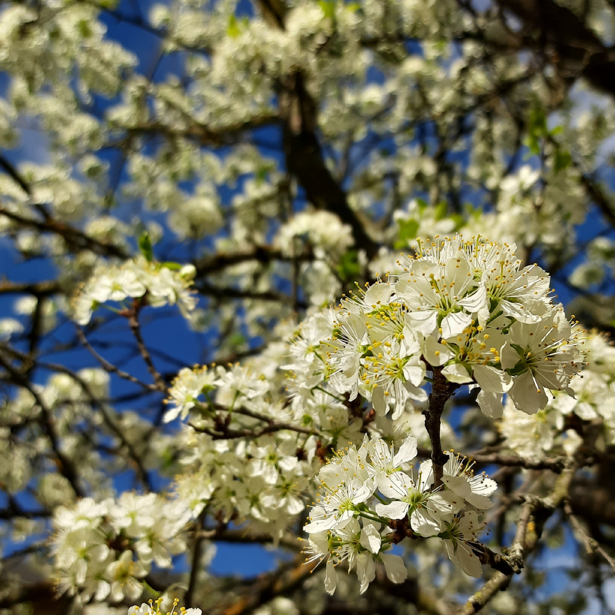 Любовь — это область сердца.
