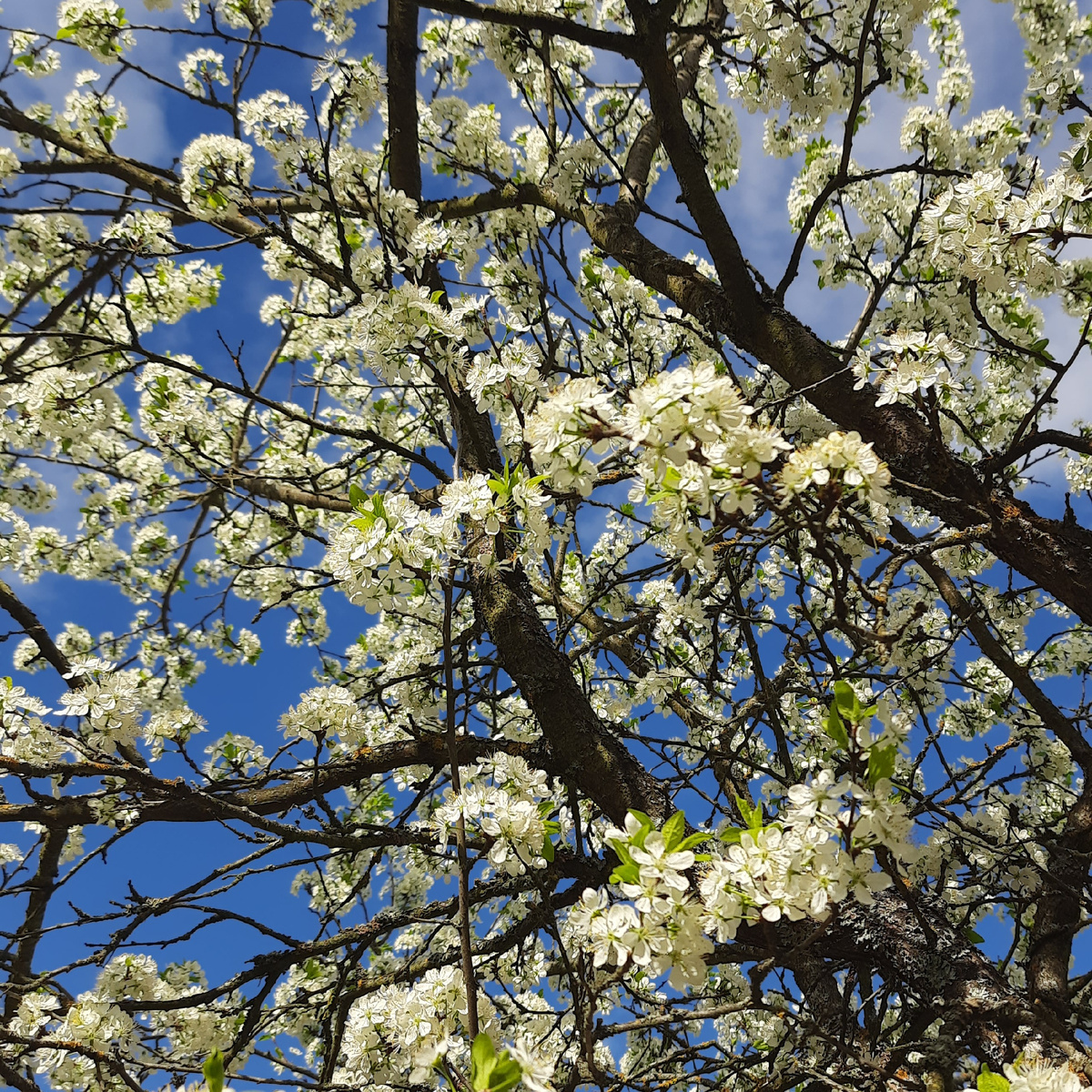 Если культивировать в себе любовь, то привязанность исчезает.