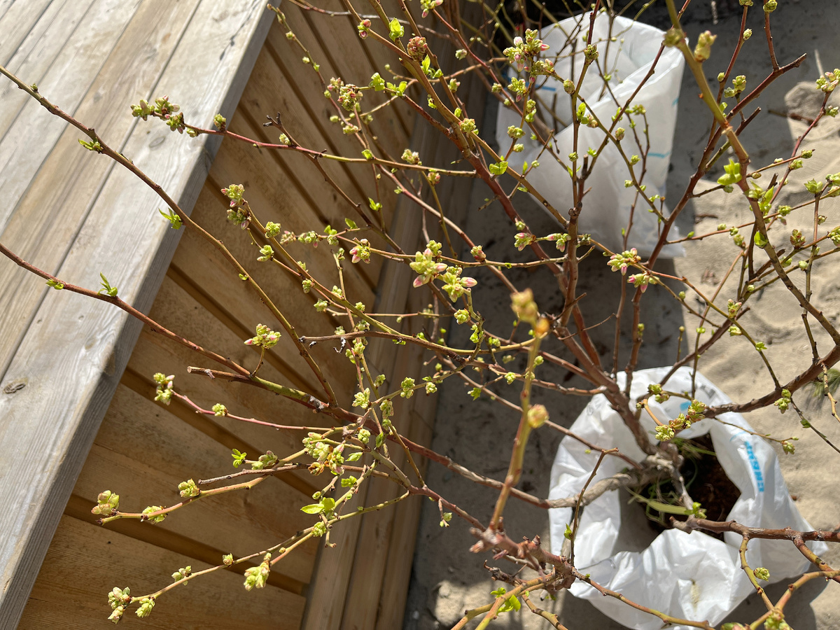 Упаковано было очень тщательно, почки при доставке не постадали!