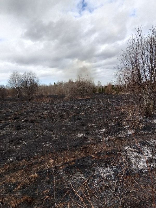    Пожарные Карелии спасли лес от огняГоскомитет Карелии по безопасности