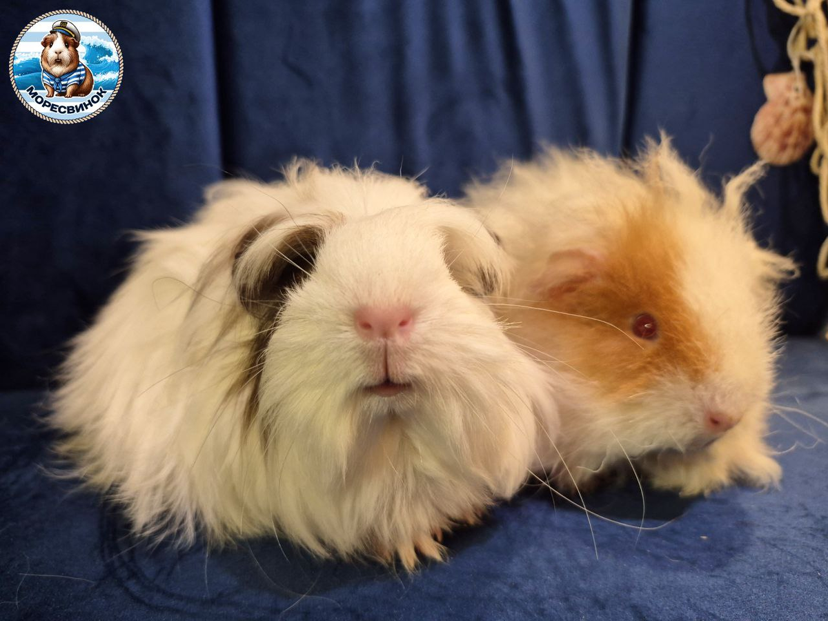 Ария и Чили наслаждаются запахами весны