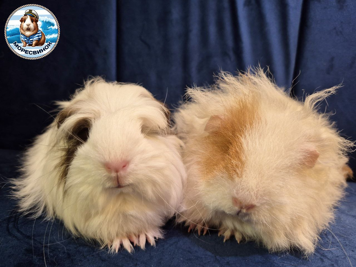 Чилловые ЧИли и Ария, прикрыли глазки и наслаждаются