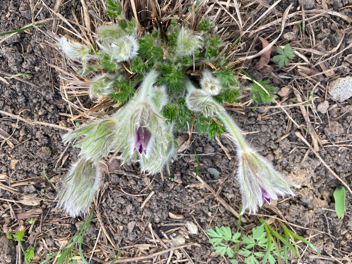 Бутоны прострела в моем саду.