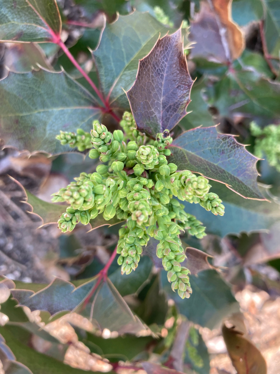 Бутоны магонии в моем саду.