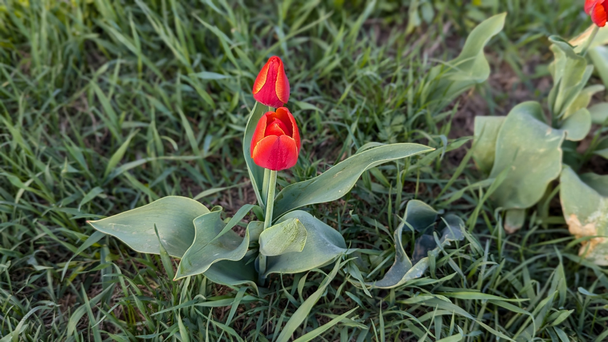 Яркие фонарики 