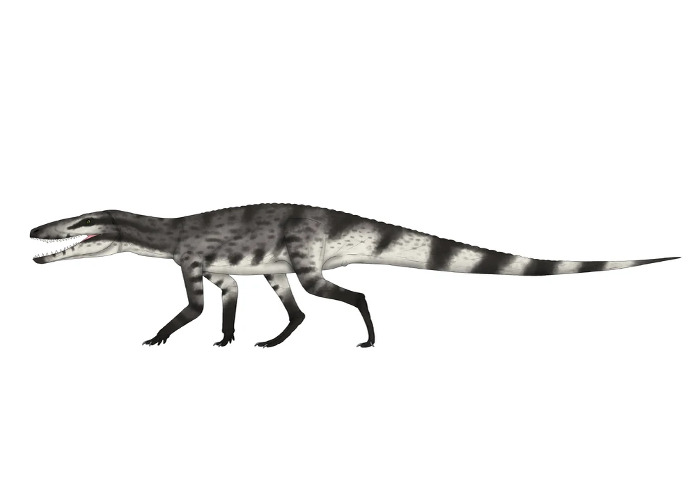 Бенггвигвишингазух, иллюстрация.