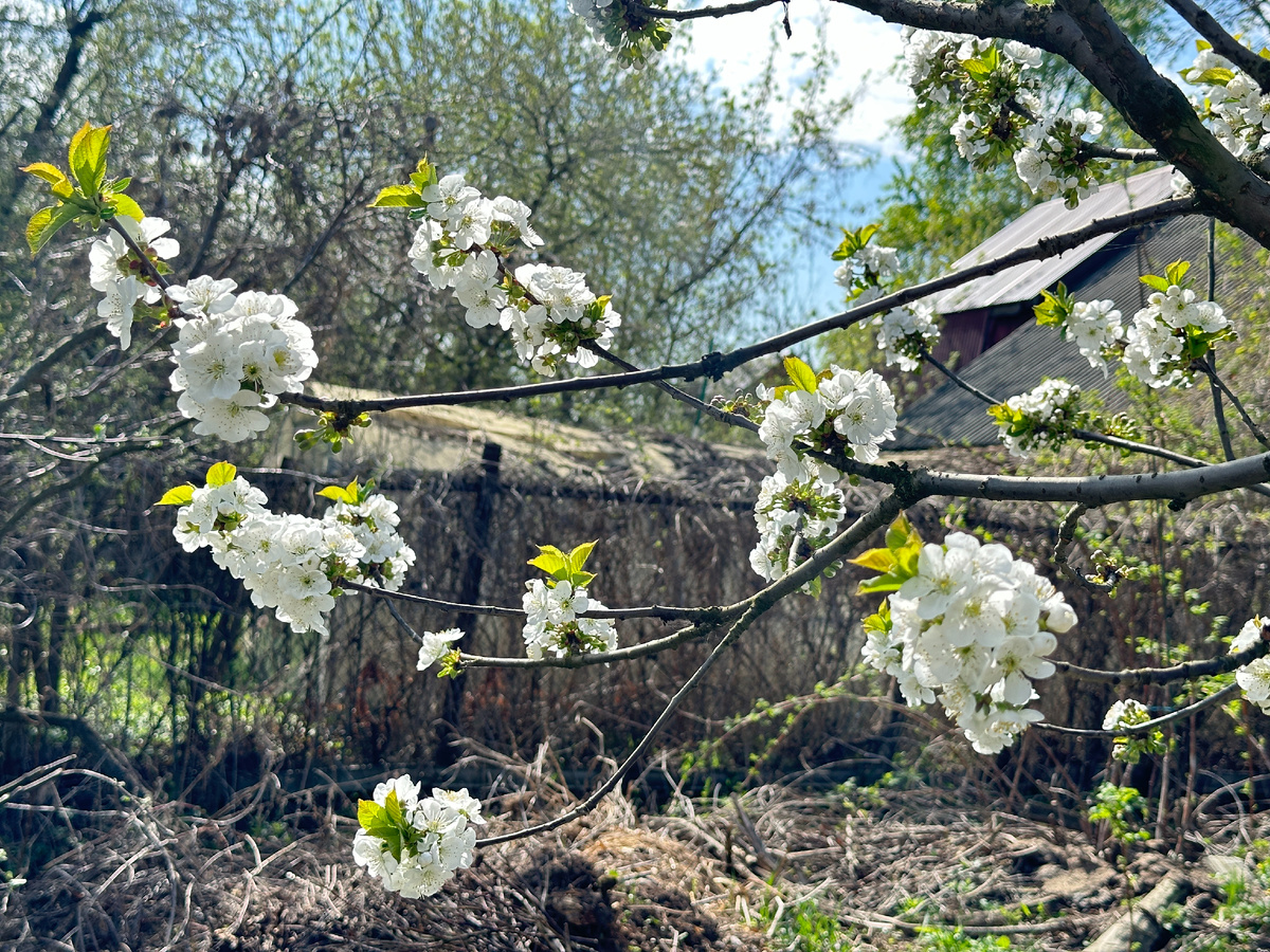 Цветение дюка перед заморозком.
