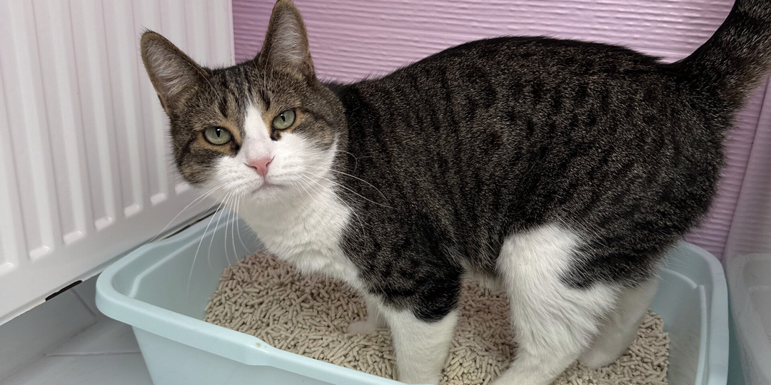 Как сделать, чтобы лоток не вонял?