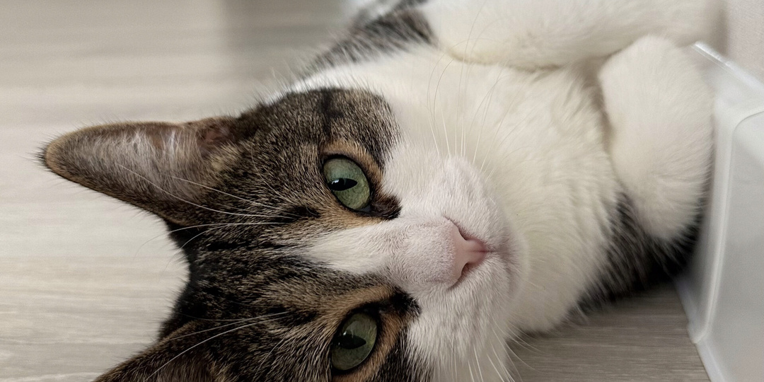 Стоит ли сдавать в аренду жилье квартиранту с кошкой?