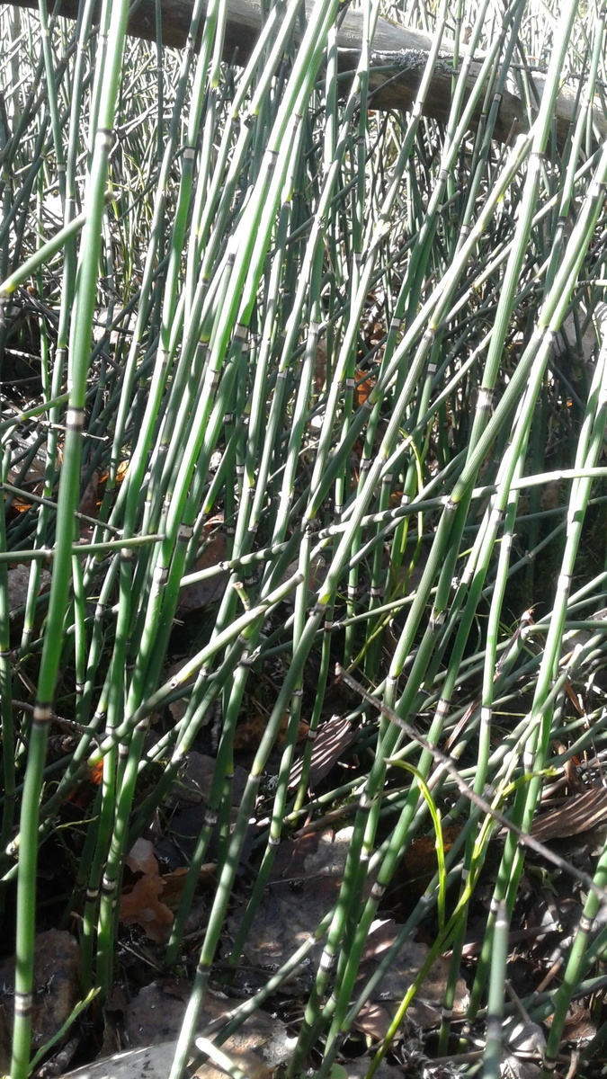 Хвощ зимующий в лесу