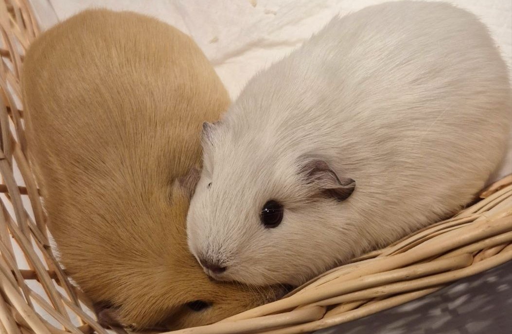 А это наш пушистый ураган: Цири и Дайнерис