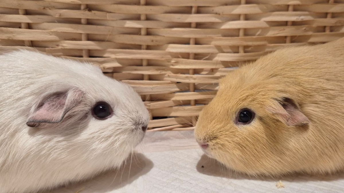 Наши очаровательные Цири и Дайнерис очень ценять свободное пространство!