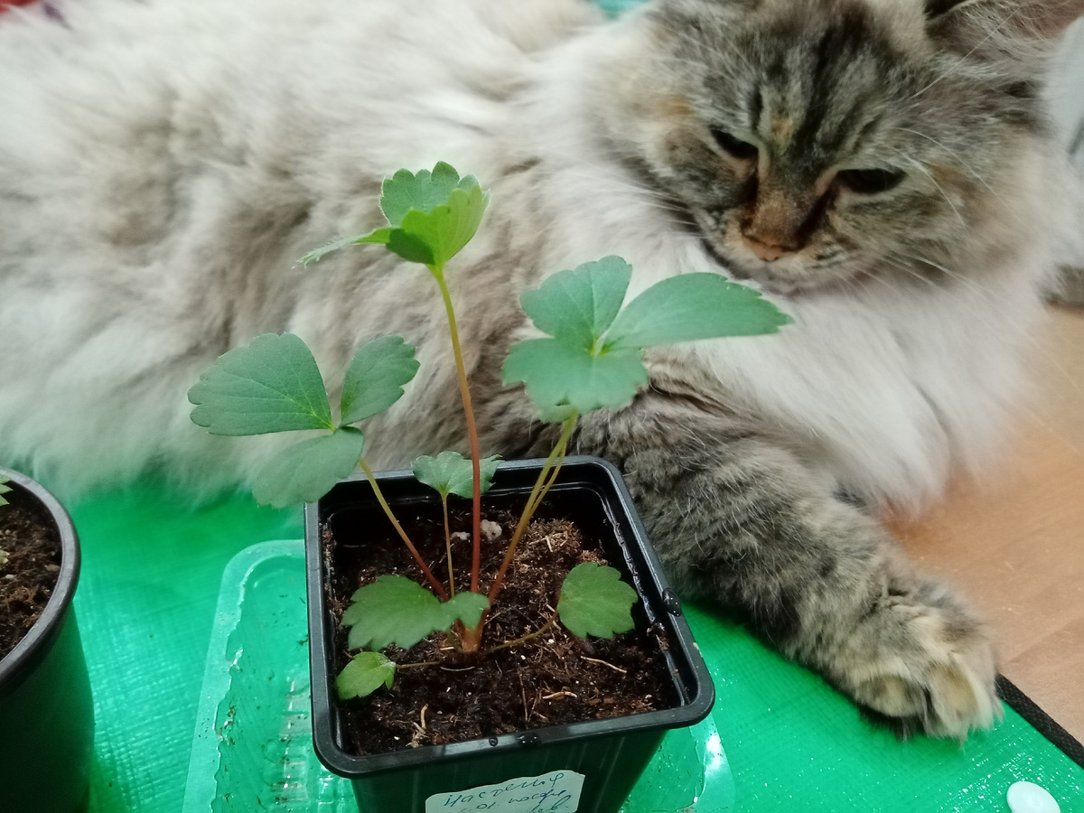 земляника Настенька F1 рассаде 3 месяца