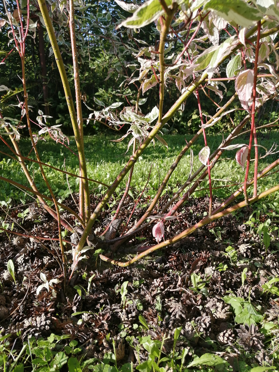 Мульча в приствольном круге кустарника - сосновые шишки