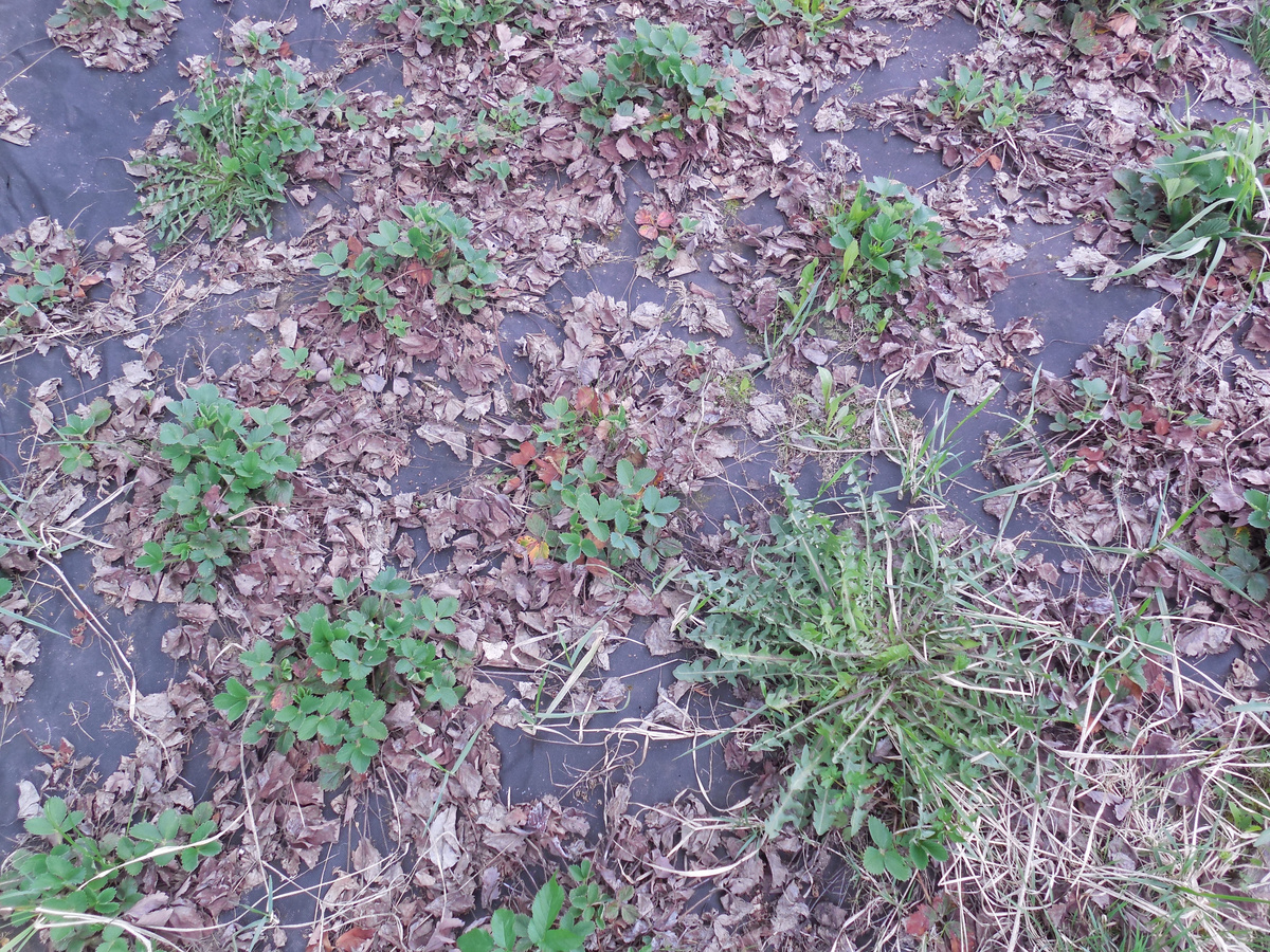 Мульчирующий материал на не очень ухоженной земляничной делянке - чёрная нетканка. Весна. Сорняков почти нет