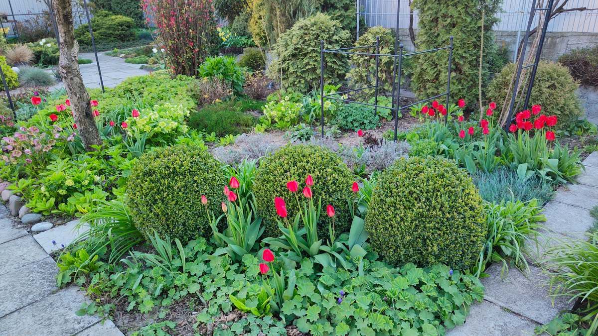 19.04.2025 г. Начало цветения красных тюльпанов.