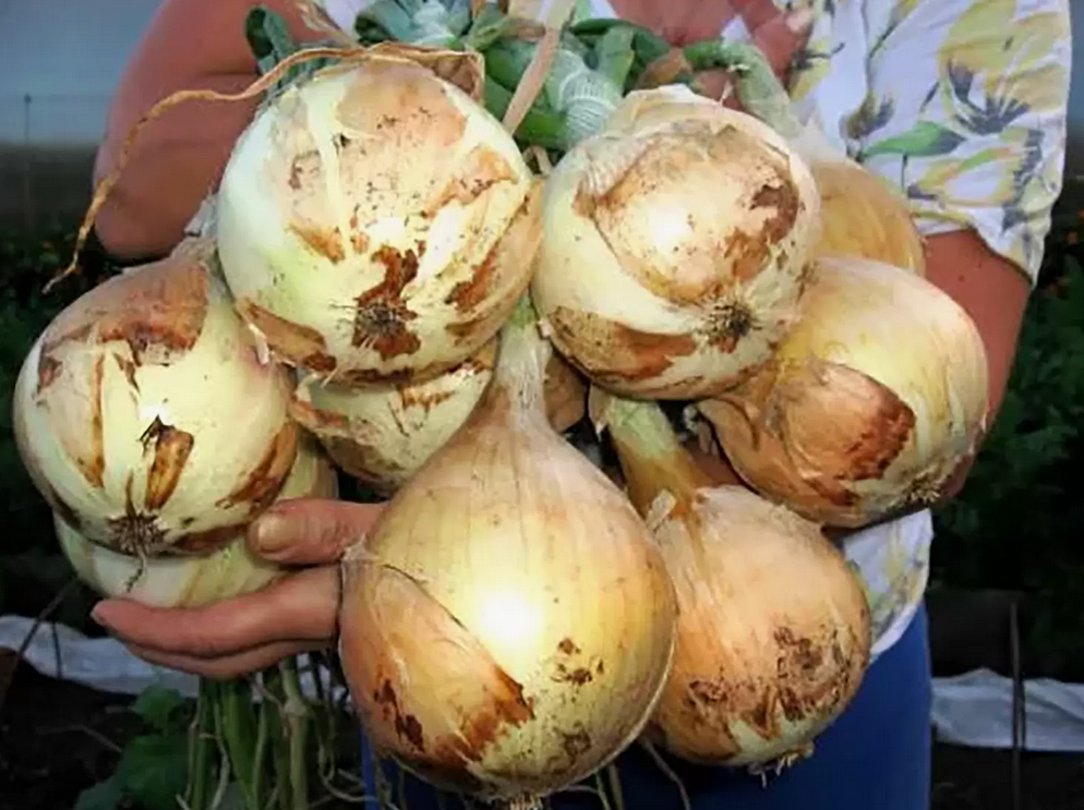 Крупный лук