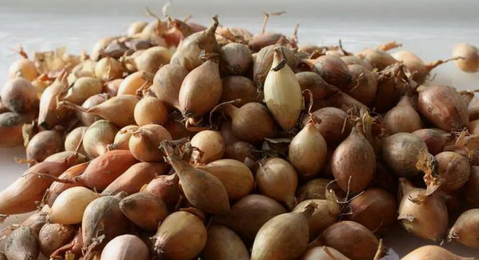 Лук для посадки